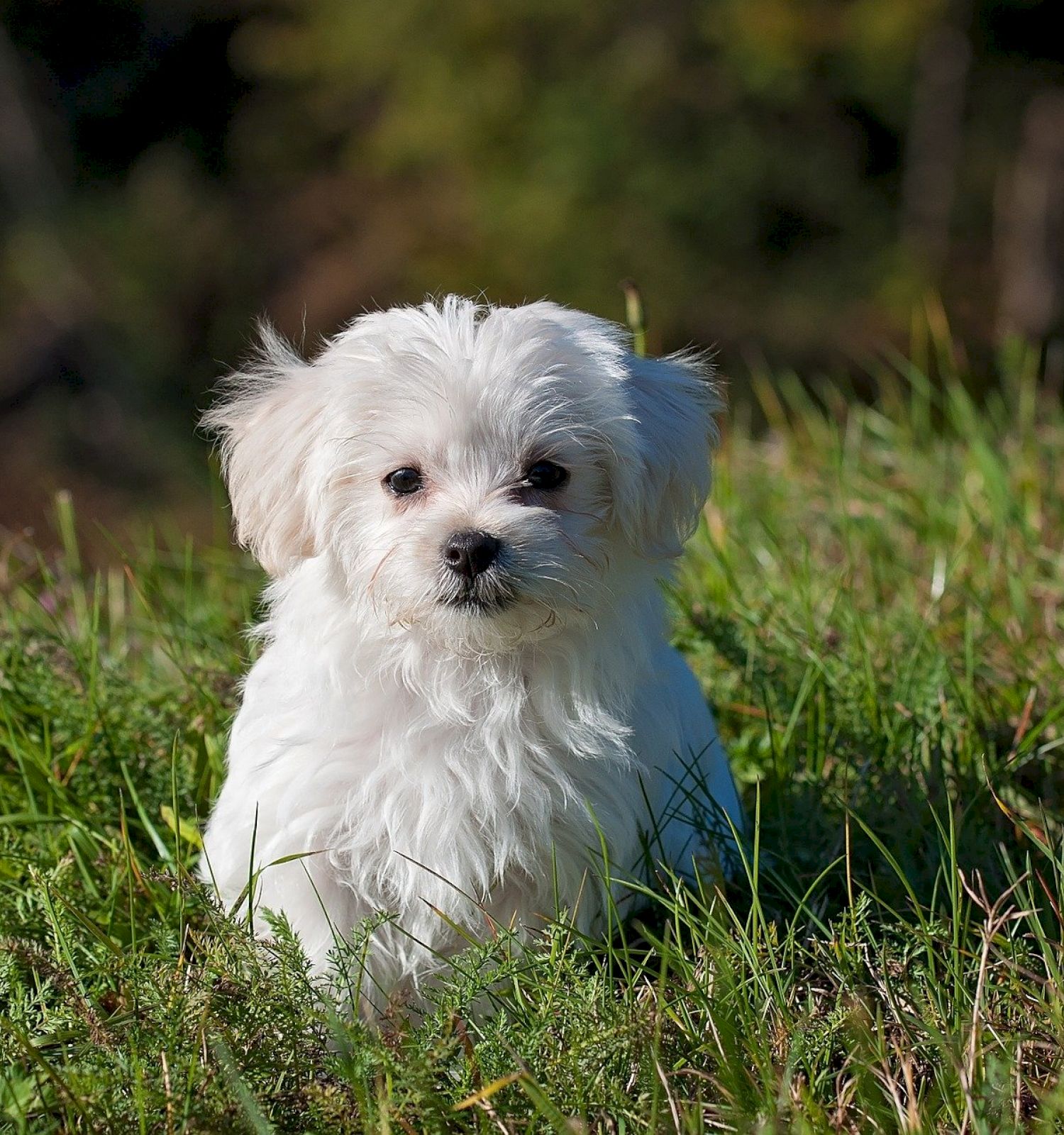 This image shows a small, white fluffy dog sitting in a grassy field with a blurred background of trees and foliage.