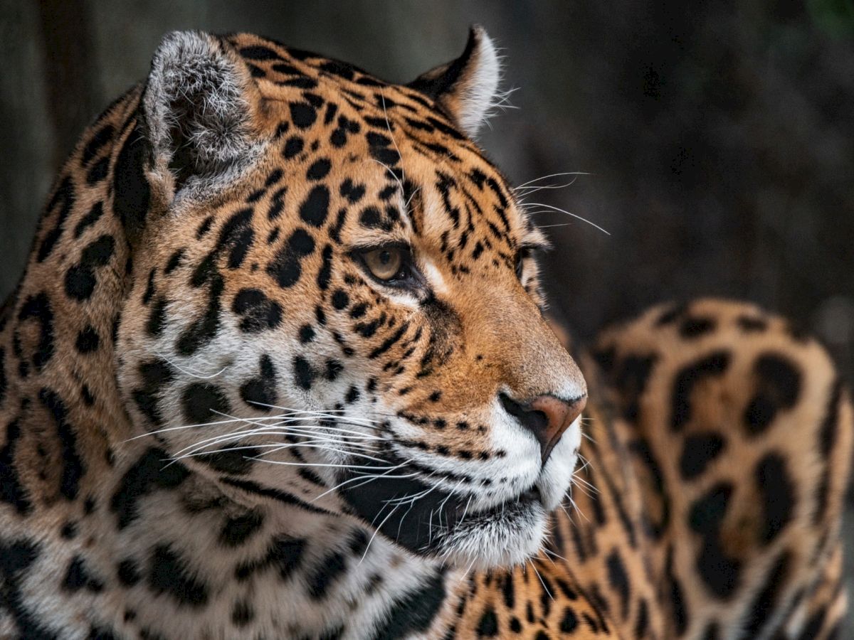 A close-up photo of a majestic jaguar with spotted fur, looking to the side against a dark, natural background.