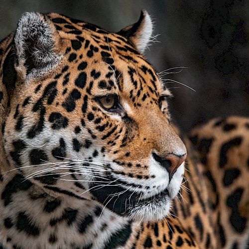 The image shows a close-up of a leopard, displaying its detailed fur pattern and alert expression, against a dark, blurred background.